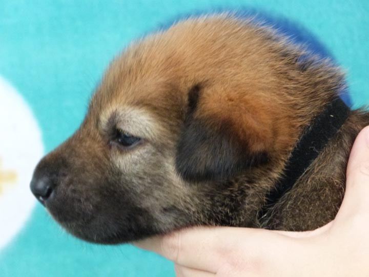 chinook puppy